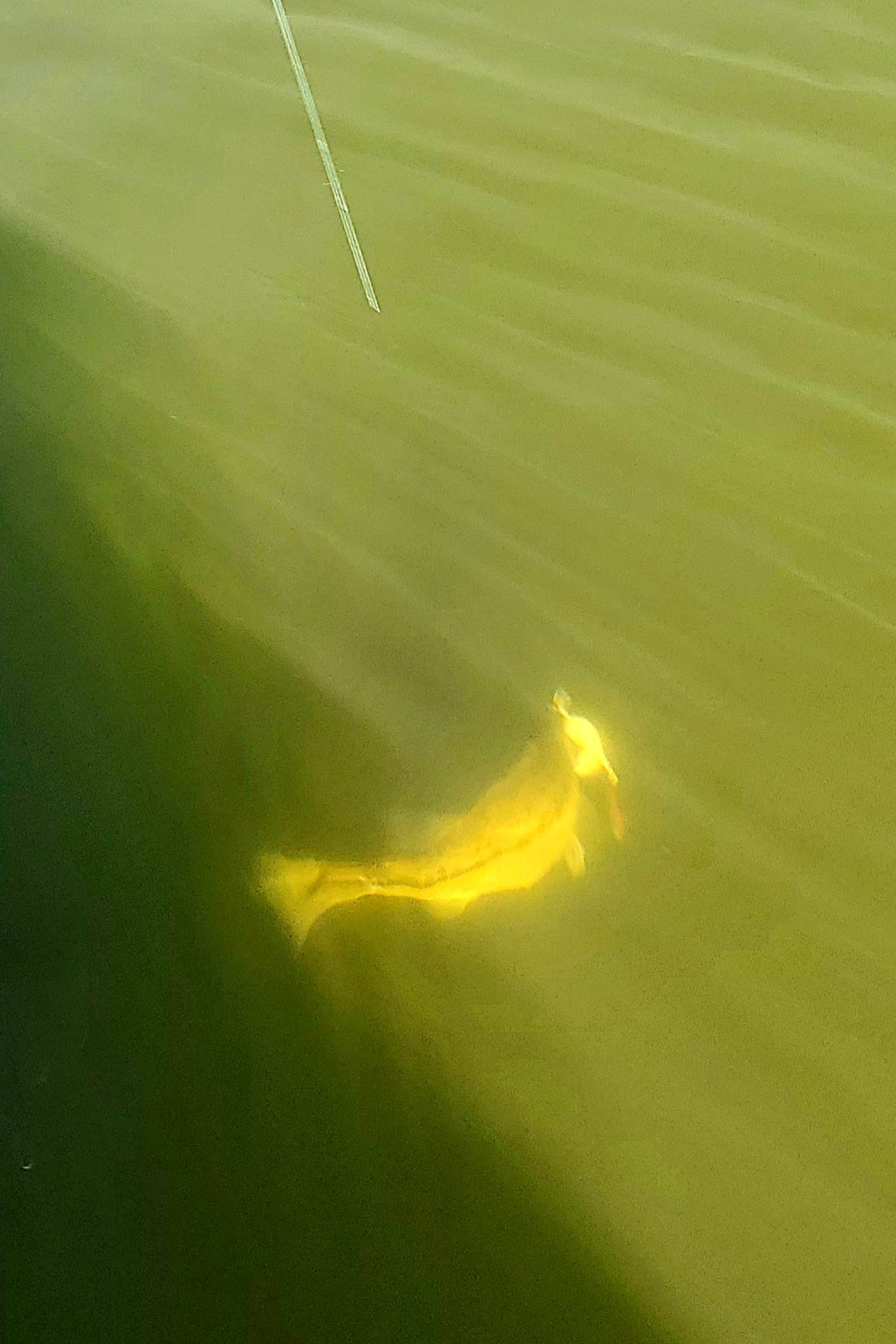 TX 10 Top Water Inline Shad Mini B